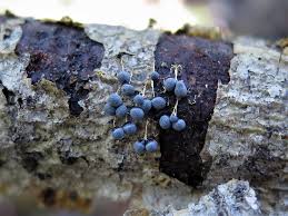 Attēlu rezultāti vaicājumam “Badhamia lilacina macro”