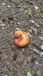 Attēlu rezultāti vaicājumam “Pseudoplectania nigrella”