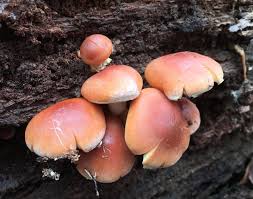 Attēlu rezultāti vaicājumam “Hypholoma lateritium”