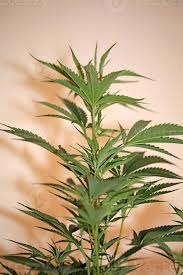 Attēlu rezultāti vaicājumam “Cannabaceae”