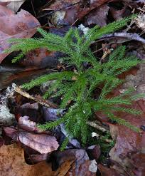 Attēlu rezultāti vaicājumam “Lycopodium dubium”