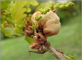 Attēlu rezultāti vaicājumam “Biorhiza pallida”