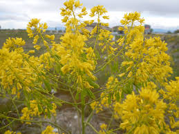 Attēlu rezultāti vaicājumam “Isatis tinctoria”