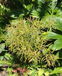 Attēlu rezultāti vaicājumam “Enkianthus chinensis leaf”