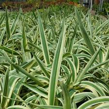 Attēlu rezultāti vaicājumam “Dianema nivale sessile”