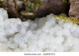 Attēlu rezultāti vaicājumam “Brefeldia maxima spores”