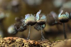 Attēlu rezultāti vaicājumam “Lamproderma pseudomaculatum macro”