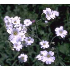 Attēlu rezultāti vaicājumam “Cerastium sylvaticum”