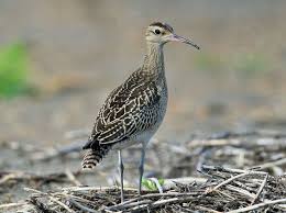 Image result for Numenius minutus