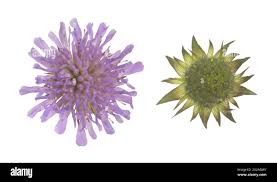 Attēlu rezultāti vaicājumam “Knautia arvensis bud”