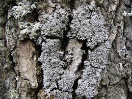 Attēlu rezultāti vaicājumam “Physconia distorta”