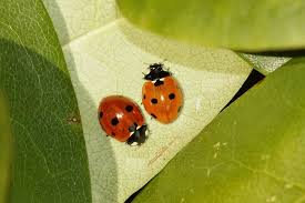 Attēlu rezultāti vaicājumam “Coccinella septempunctata imago”