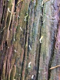 Attēlu rezultāti vaicājumam “Multiclavula mucida”