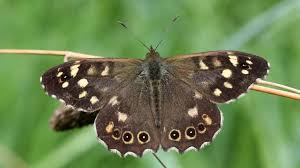 Attēlu rezultāti vaicājumam “Pararge aegeria underside”