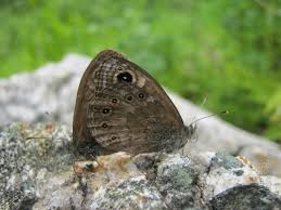 Attēlu rezultāti vaicājumam “Lasiommata petropolitana upperside”