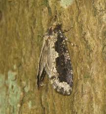 Attēlu rezultāti vaicājumam “Scardia boletella”