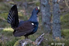 Attēlu rezultāti vaicājumam “Tetrao urogallus”