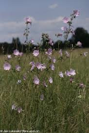 Image result for Malva alcea