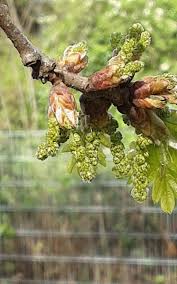 Attēlu rezultāti vaicājumam “Quercus robur bud”