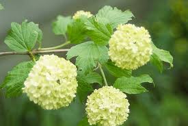 Attēlu rezultāti vaicājumam “Viburnum opulus flower”