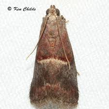 Attēlu rezultāti vaicājumam “Pyralididae”