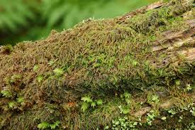 Attēlu rezultāti vaicājumam “Nowellia curvifolia sporophyte”