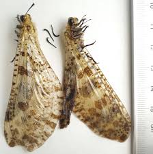 Attēlu rezultāti vaicājumam “Myrmeleontidae”