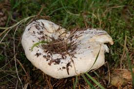 Attēlu rezultāti vaicājumam “Lactarius bertillonii”