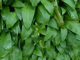Attēlu rezultāti vaicājumam “Allium ursinum leaf”