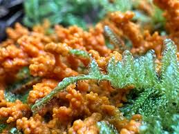 Attēlu rezultāti vaicājumam “Leocarpus sp.”