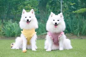 Image result for スピッツ