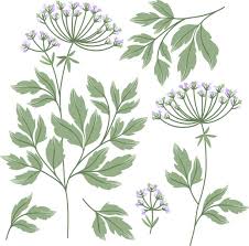 Attēlu rezultāti vaicājumam “Cicuta virosa”