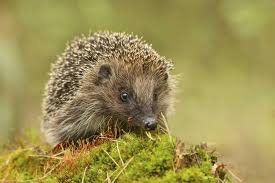 Image result for Igel