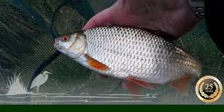 Image result for Thames Valley Angling