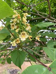 Attēlu rezultāti vaicājumam “Catalpa ovata flower”