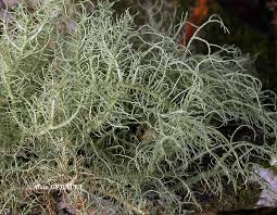 Attēlu rezultāti vaicājumam “Usnea subfloridana”