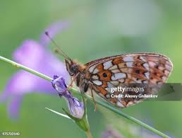 Attēlu rezultāti vaicājumam “Clossiana selene”