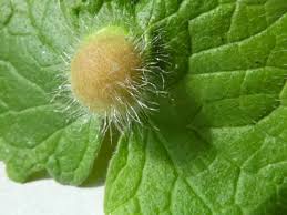 Attēlu rezultāti vaicājumam “Liposthenes glechomae”