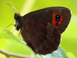 Attēlu rezultāti vaicājumam “Erebia aethiops”