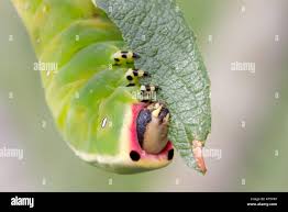 Attēlu rezultāti vaicājumam “Cerura vinula larva”