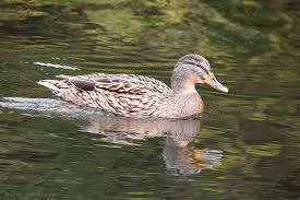 Attēlu rezultāti vaicājumam “Anas platyrhynchos”