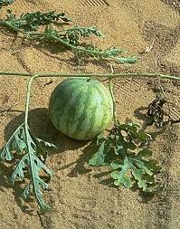 Attēlu rezultāti vaicājumam “Citrullus lanatus”