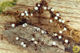 Attēlu rezultāti vaicājumam “Didymium nigripes”