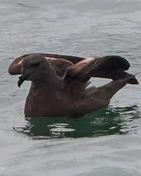 Image result for Oceanodroma monorhis