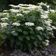Attēlu rezultāti vaicājumam “Hydrangea arborescens subsp. discolor flower”