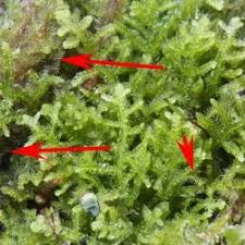 Attēlu rezultāti vaicājumam “Blepharostoma trichophyllum”