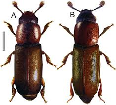 Attēlu rezultāti vaicājumam “Xylita laevigata”