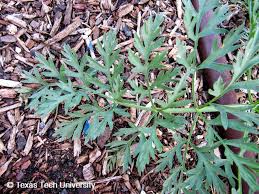 Attēlu rezultāti vaicājumam “Daucus sativus”