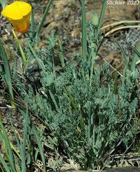 Attēlu rezultāti vaicājumam “Eschscholzia californica leaf”