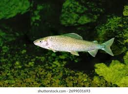 Image result for Thymallus thymallus